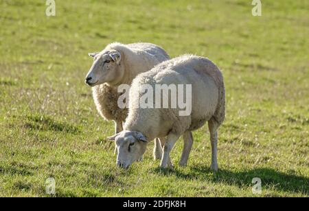 Zwei Schafe auf einem Deich an der Nordsee. Sie essen und kümmern sich um den Deich. Stockfoto