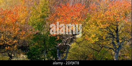 Eine Panoramaaufnahme der wilden Kirschbäume (prunus avium) im Herbst, die Blätter variieren in der Farbe von grün, über gelb, bis rot. Stockfoto