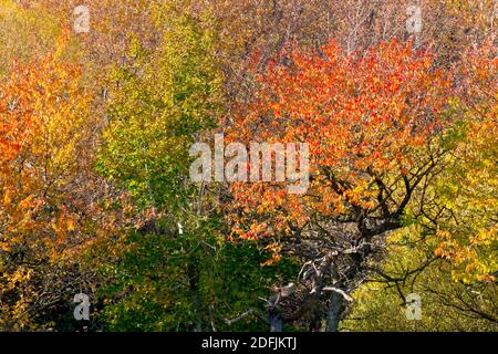 Wilde Kirschbäume (prunus avium) im Herbst variieren die Blätter in der Farbe von grün über gelb bis rot. Stockfoto