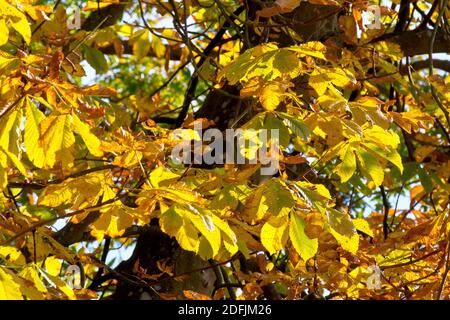 Horse Chestnut oder Conker Tree (aesculus hippocastaneum), zeigt einen Zweig von leuchtend gelben Herbstblättern von der Sonne beleuchtet. Stockfoto