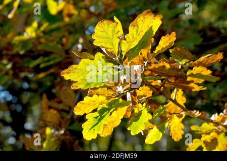 Die Sessile oder Durmast-Eiche (quercus petraea), vielleicht die Englische Eiche (quercus robur), Nahaufnahme eines hinterleuchteten Blattes, wenn sie im Herbst ihre Farbe wechseln. Stockfoto