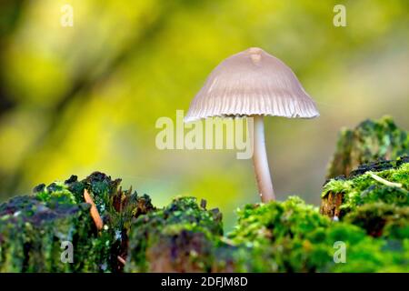 Nahaufnahme eines einzelnen kleinen zarten Pilzes, der von der Spitze eines verfaulenden Fencepost wächst, möglicherweise einer Vielzahl von Bonnet oder mycena. Stockfoto