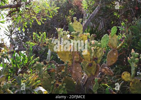 Schöner Kaktus aus Kaktus mit burgunderroten Früchten an der Küste von Ayia Napa in Zypern. Opuntia, Ficus-indica, Indische Feige opuntia, barbary Feigenblühende cact Stockfoto