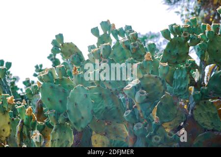 Schöner Kaktus aus Kaktus mit burgunderroten Früchten an der Küste von Ayia Napa in Zypern. Opuntia, Ficus-indica, Indische Feige opuntia, barbary Feigenblühende cact Stockfoto