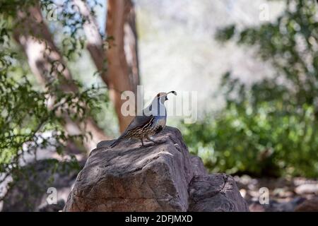 Gambel's Quail im Arizona Sonora Desert Museum, Tucson, Arizona Stockfoto