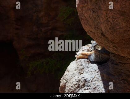 Mexikanischer Grauer Wolf im Sonora Desert Museum, Tucson, Arizona Stockfoto