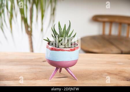 Kaktus in einem Topf handgemachte Keramikvase Stockfoto