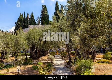 Jerusalem, Israel - 14. Oktober 2017: Historische Olivenbäume im Garten von Gethsemane im Heiligtum von Gethsemane auf dem Ölberg in der Nähe von Jerusalem Stockfoto