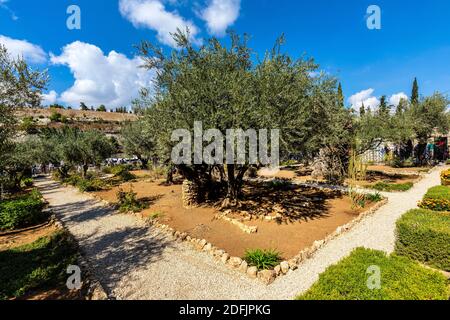 Jerusalem, Israel - 14. Oktober 2017: Historische Olivenbäume im Garten von Gethsemane im Heiligtum von Gethsemane auf dem Ölberg in der Nähe von Jerusalem Stockfoto