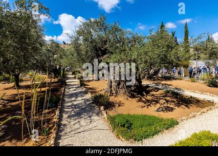 Jerusalem, Israel - 14. Oktober 2017: Historische Olivenbäume im Garten von Gethsemane im Heiligtum von Gethsemane auf dem Ölberg in der Nähe von Jerusalem Stockfoto