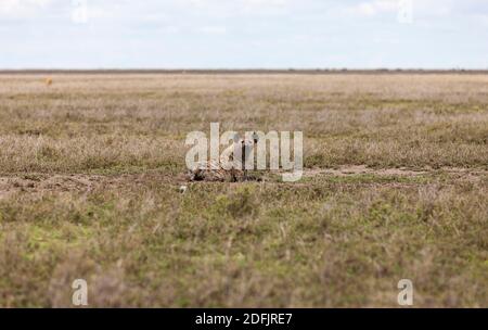 Hyena auf einem bequemen Gras in der Serengeti, Tansania, Afrika Stockfoto