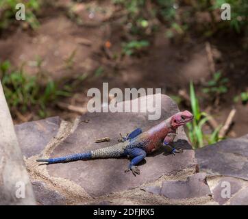 Rosa Headed Lizard sitzt auf der Treppe einer Lodge im Serengeti Nationalpark, Tansania, Afrika Stockfoto