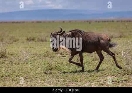 Blue Wildebeest alias white-bärded wildebeest or brindled gnu running through the endloser Savanne of the Serengeti National Park, Tanzania, Africa Stockfoto