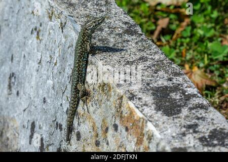 Mauereidechse (Podarcis muralis) Stockfoto