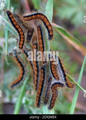 Viele Raupen auf dem Blatt. Raupe eines Malacosoma castrensis, gemahlener Lakai Stockfoto