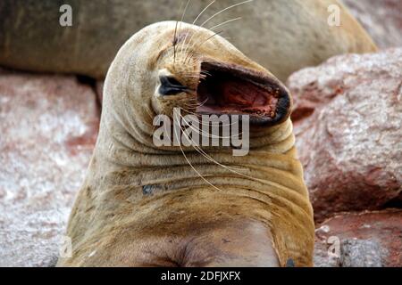 Nahaufnahme eines südamerikanischen Seelöwen (Otaria flavescens) mit weit geöffnetem Mund. Ballestas-Inseln, Peru Stockfoto