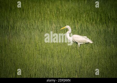 Toller Reiher im Chincoteague National Wildlife Refuge Stockfoto