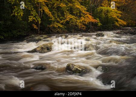 Herbst auf der Little Pigeon River in Tennessee Stockfoto