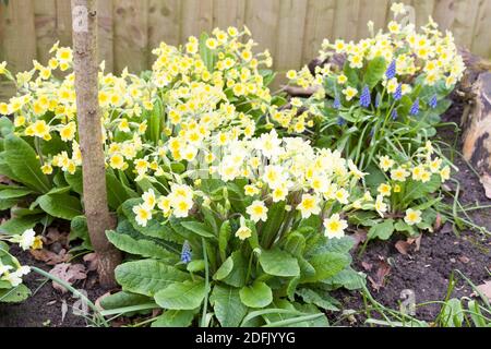 Englische Blumengartengrenze im Frühjahr mit gemeinen Primeln, gelbe primula vulgaris Blüten, UK Stockfoto