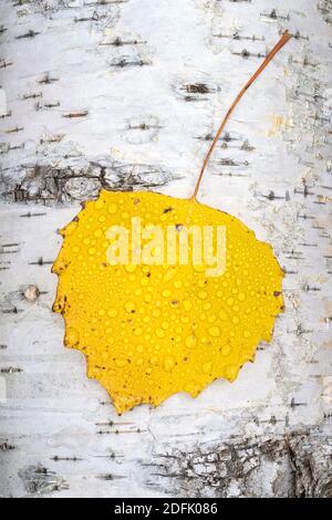 Taubedecktes Aspen-Blatt auf gefallener Birke Stockfoto