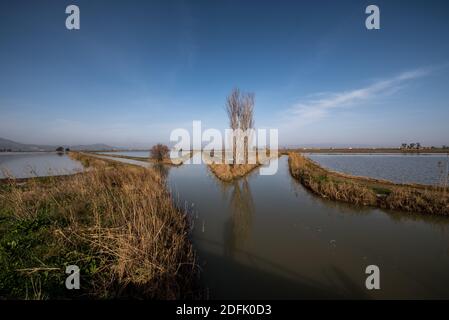 Delta Ebro, Naturpark, Tarragona, Katalonien, Spanien, Jan 2020: Reisfelder mit traditioneller Bauernhauslandschaft, Delta Ebro, Tarragona Spanien Stockfoto