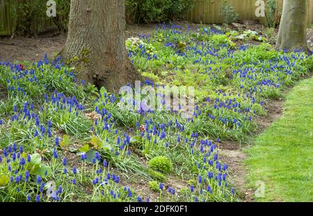 Waldgarten mit Muscari armeniacum, viele blaue Traube Hyazinthen in Blüte, Großbritannien Stockfoto