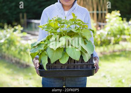 Britische asiatische Frau im Garten, hält ein Tablett mit Wurzel Trainer mit Runner Bohnen in einem englischen Gemüsegarten, Großbritannien Stockfoto