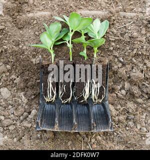 Gemüsepflanze (Broad Bean de monica) Sämlinge in Wurzeltrainer auf Boden mit Wurzeln sichtbar, Großbritannien Stockfoto