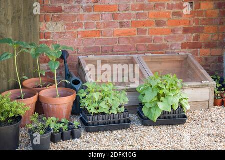 Französische Bohnen und Läuferbohnen in Wurzeltrainern außerhalb eines kalten Rahmens, Gemüse in einem Garten in England, Großbritannien anbauen Stockfoto