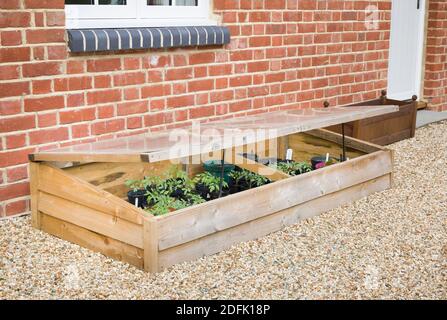 Kalter Rahmen mit Gemüse (Tomaten) Pflanzen gegen eine Wand in Ein britischer Garten im Frühling Stockfoto