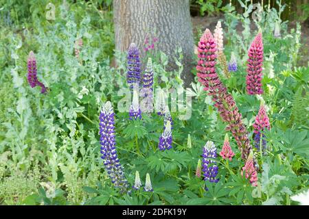 Lupine oder Lupinenblüten (lupinus), mehrjährige Pflanzen wachsen in einem Garten Blumengrenze, Großbritannien Stockfoto