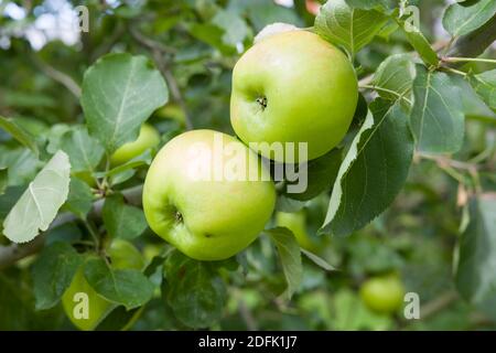 Grüne Kochen Äpfel wachsen in einem Baum, Bramley Äpfel, Großbritannien Stockfoto