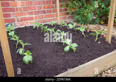 Junge Bohne (Fava Bohne) Pflanzen wachsen in einem erhöhten Gemüsebett in einem Garten in England, Großbritannien Stockfoto