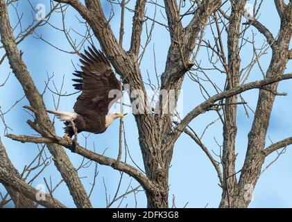 Ein amerikanischer Weißkopfseeadler fliegt von einem Baum entlang Goose Creek, Loudoun County, Virginia. Stockfoto