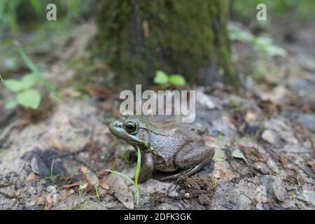 Ein amerikanischer Bullfrog auf dem Waldboden.