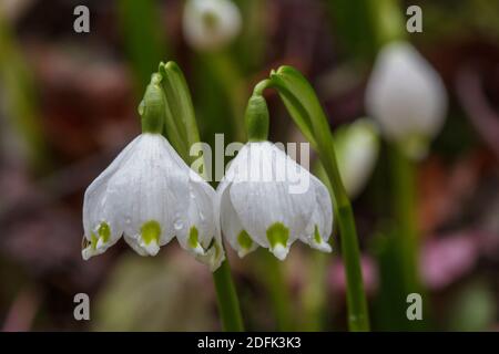 Märzenbecher (Leucojum vernum) Stockfoto