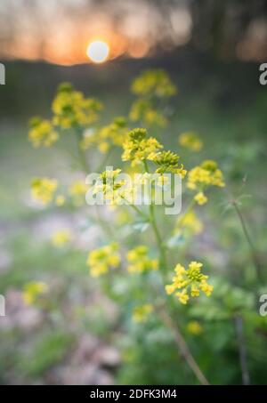 Barbarea vulgaris oder Gelbe Rakete in voller Blüte bei Sonnenuntergang. Stockfoto