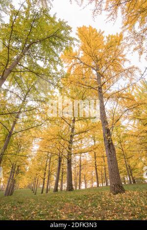 Herbstlaub zeigt goldgelbe Farben auf dem Ginko-Baumhain in Blandy National Arboretum, University of Virginia. Stockfoto