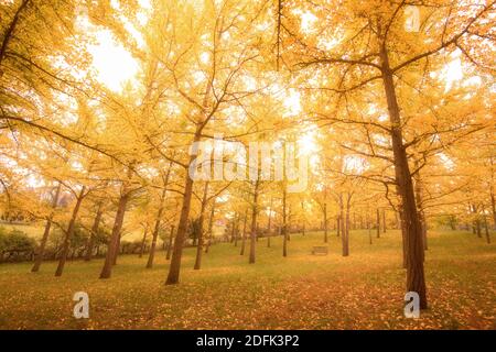 Herbstlaub zeigt goldgelbe Farben auf dem Ginko-Baumhain in Blandy National Arboretum, University of Virginia. Stockfoto