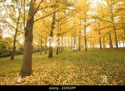 Herbstlaub zeigt goldgelbe Farben auf dem Ginko-Baumhain in Blandy National Arboretum, University of Virginia. Stockfoto