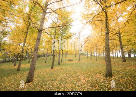 Herbstlaub zeigt goldgelbe Farben auf dem Ginko-Baumhain in Blandy National Arboretum, University of Virginia. Stockfoto