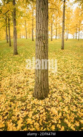 Herbstlaub zeigt goldgelbe Farben auf dem Ginko-Baumhain in Blandy National Arboretum, University of Virginia. Stockfoto