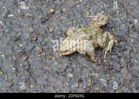 Erdkröte (Bufo bufo) als Verkehrsopfer Stockfoto