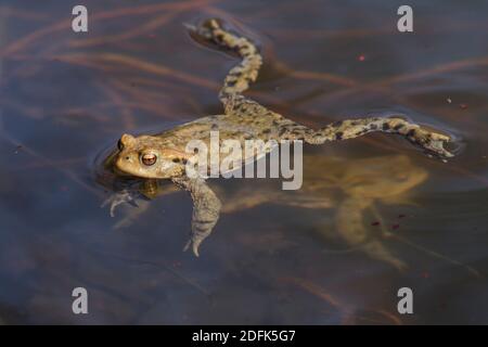 Erdkröte (Bufo bufo) Stockfoto