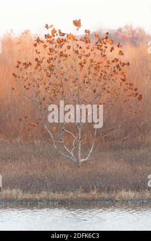 Ein einsam Sycamore Baum klammert sich im Spätherbst an seinen Blättern in den Dulles Wetlands. Stockfoto