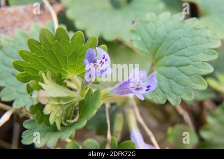 Im Frühling blüht Efeu auf dem Waldboden. Stockfoto