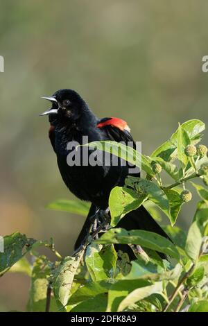 Ein männlicher Rotflügelvogel ruft von der Spitze eines Busches. Stockfoto