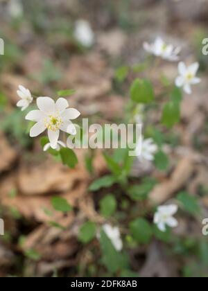 Rue-anemone blüht auf dem Waldboden. Stockfoto