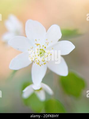 Rue-anemone blüht auf dem Waldboden. Stockfoto