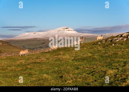 Ein schneebedeckter Gipfel von Pen-y-ghent, Yorkshire Dales National Park, Großbritannien. Schwerer Schnee fiel zwei Tage früher, ist aber jetzt geschmolzen, außer auf den hohen Gipfeln. Swaledale Schafe weiden im Vordergrund. Quelle: John Bentley/Alamy Live News Stockfoto